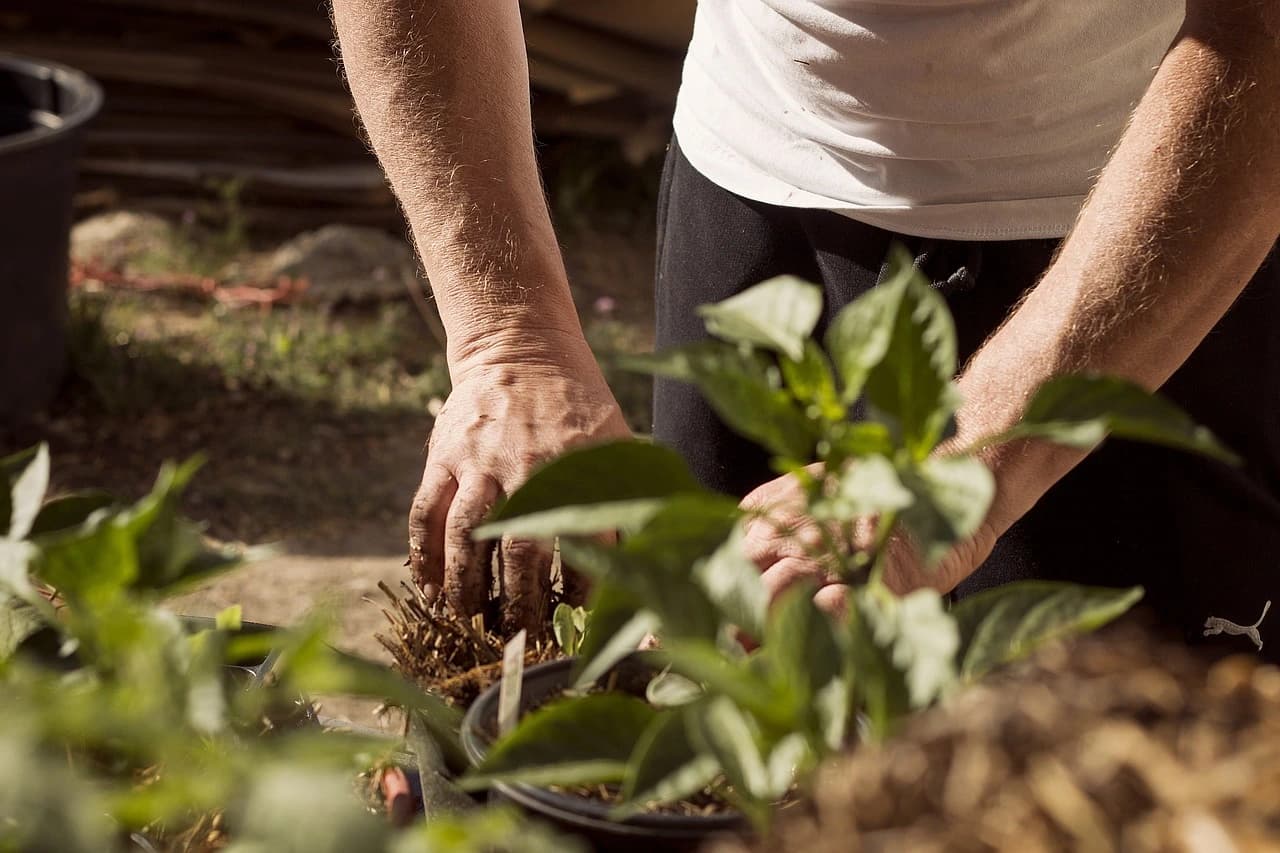 Plant benefits of sea minerals for soil